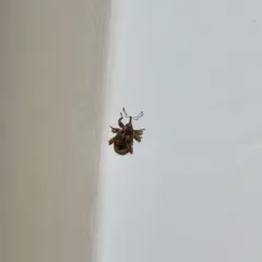 Oak Curculio thumbnail 2