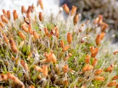 Steppe mouse-moss thumbnail 3