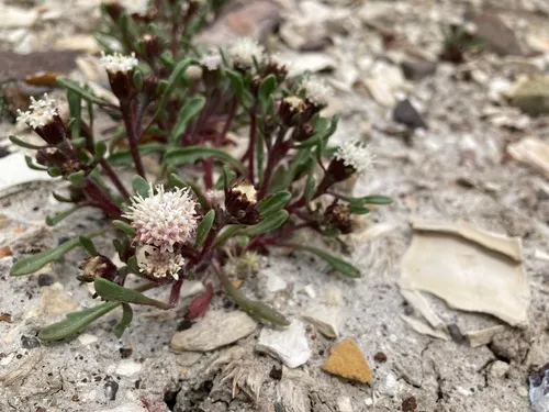 Cusick's Pincushion