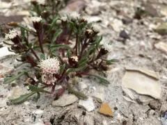 Cusick's Pincushion thumbnail 1