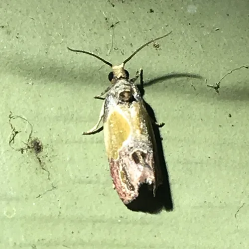 Sculptured Moth