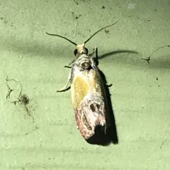 Sculptured Moth thumbnail 1