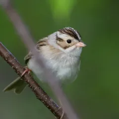 Clay-colored Sparrow thumbnail 4