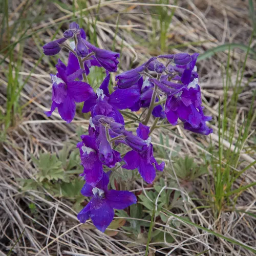 Low Larkspur