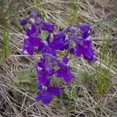 Low Larkspur thumbnail 1