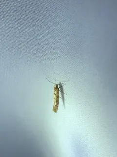 Juniper Seed Moth thumbnail 2