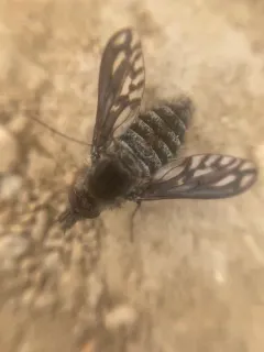 Cone-snout Bee Fly thumbnail 2