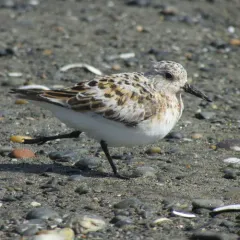 Sanderling thumbnail 2