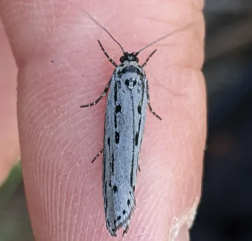 Gray Ethmia Moth