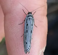 Gray Ethmia Moth thumbnail 1