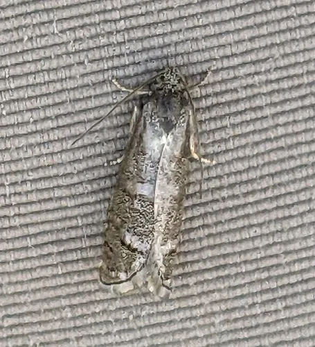 Ponderosa Pine Seedworm Moth