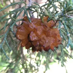 Cedar-apple rust thumbnail 4