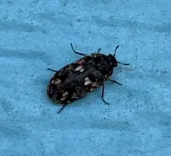 Megatoma variegata thumbnail 2