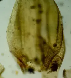 thick ragged moss thumbnail 4