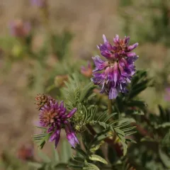 Two-grooved Milkvetch thumbnail 1