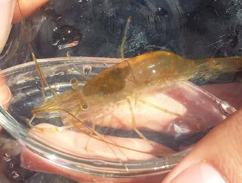 Baltic prawn