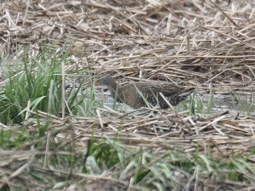 Clapper Rail