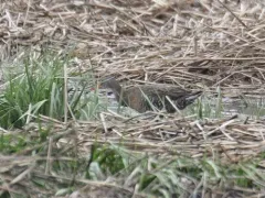 Clapper Rail thumbnail 1