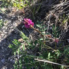 Boreal Sweet-vetch thumbnail 3