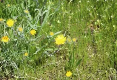 plantain goldenweed thumbnail 2