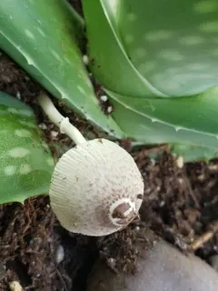 Leucocoprinus ianthinus thumbnail 2