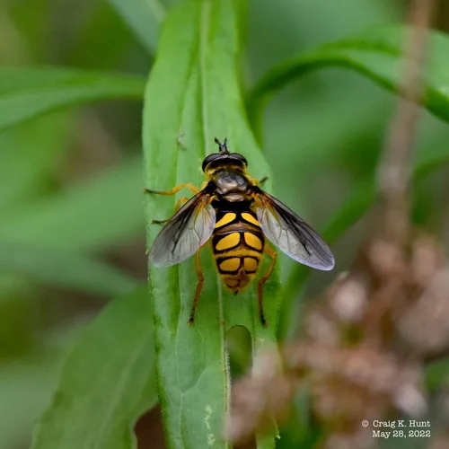 Spotted Wood Fly