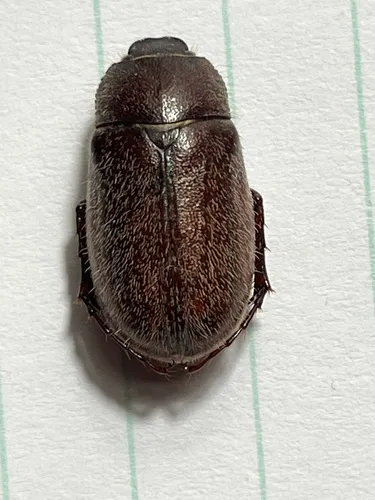 Phyllophaga crenulata