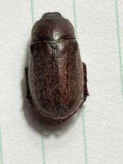 Phyllophaga crenulata thumbnail 1