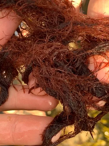 Polysiphonia stricta