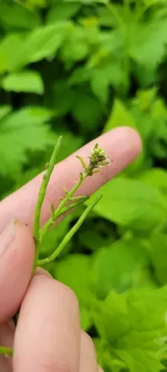 Turnip Aphid thumbnail 2