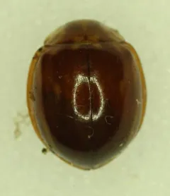 Broken-dashed Lady Beetle thumbnail 4