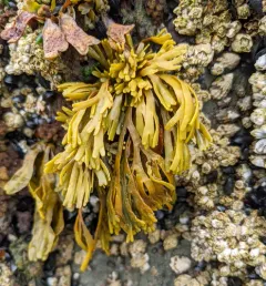 Little Rockweed thumbnail 2