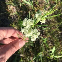 whorled milkweed thumbnail 2
