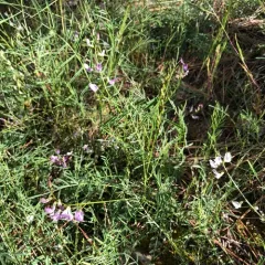 Timber Milkvetch thumbnail 4