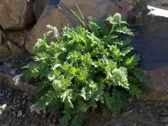 sticky phacelia thumbnail 1