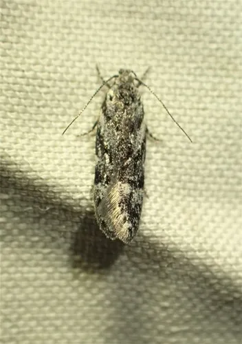 Carpatolechia belangerella