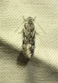 Carpatolechia belangerella thumbnail 1