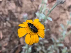 Acmaeodera connexa thumbnail 4