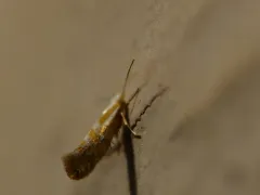Red Cedar Leafminer thumbnail 2