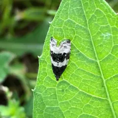 Divided Olethreutes Moth thumbnail 4