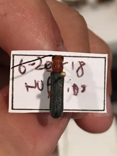 Sumac Stem Borer