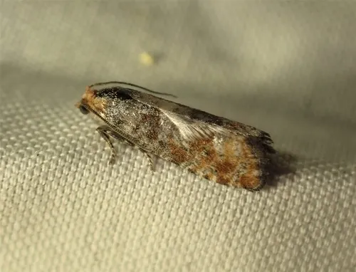 Retinia pallipennis