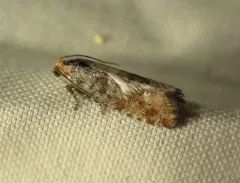 Retinia pallipennis thumbnail 1