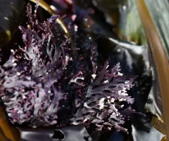 sea laurel thumbnail 2
