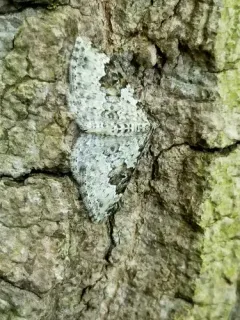 Broken-banded Carpet thumbnail 3