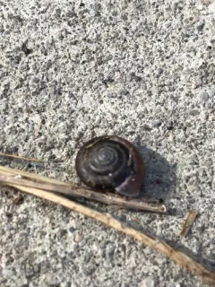Strawberry Snail thumbnail 1