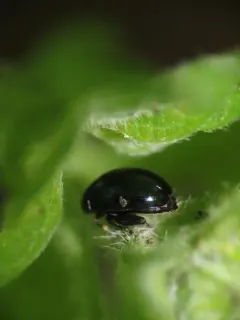 Psylliodes dulcamarae thumbnail 3