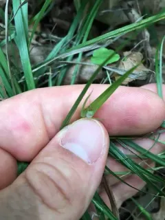 Rocky Mountain Sedge thumbnail 4