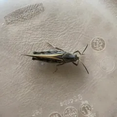 Coral-winged Grasshopper thumbnail 4