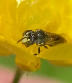 Slender-faced Masked Bee thumbnail 1